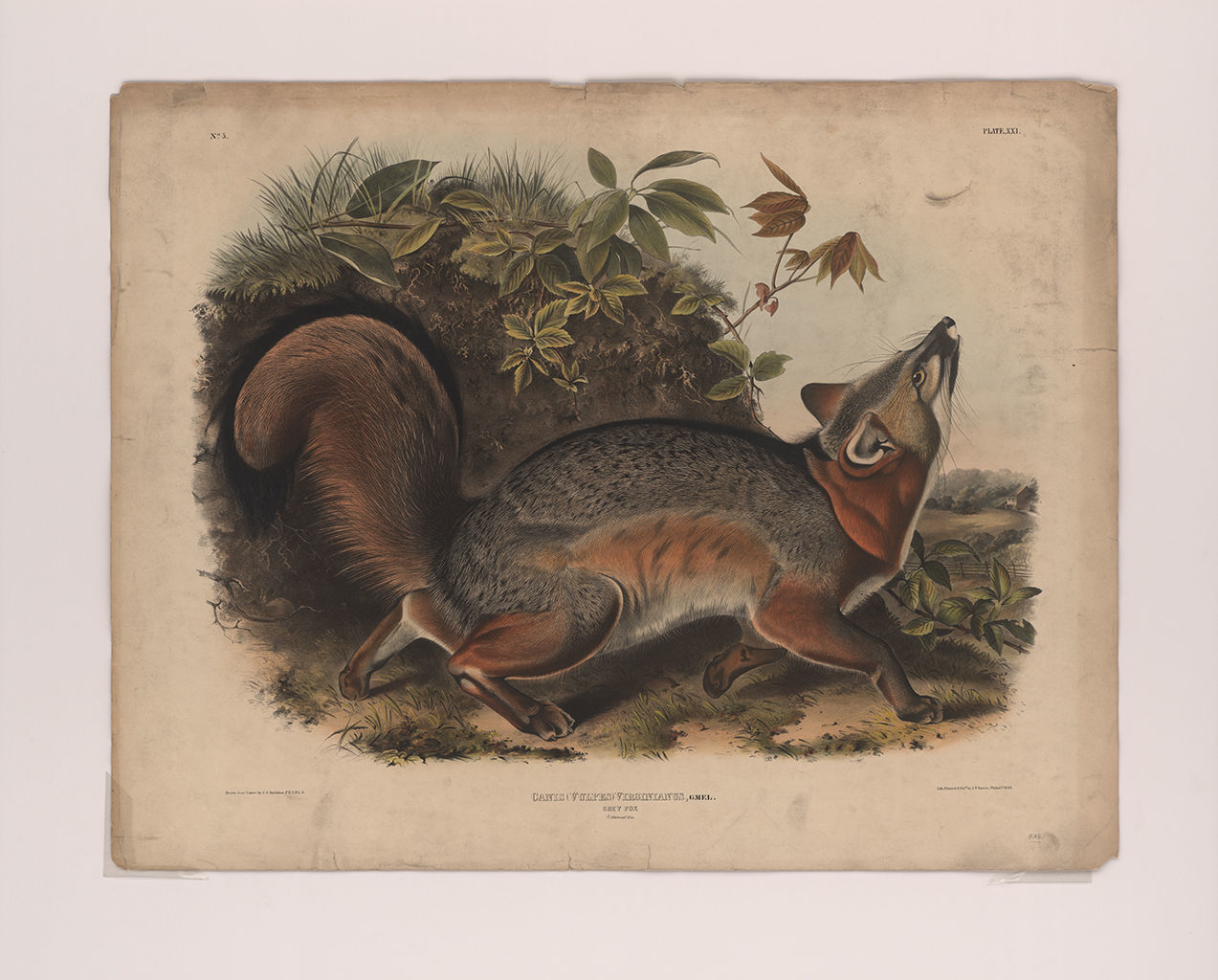Audubon - animal